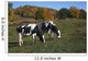 Holstein Dairy Cows Autumn Wall Decal Design 2