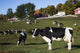 Holstein Dairy Cows Autumn Wall Decal Design 1