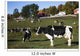 Holstein Dairy Cows Autumn Wall Decal Design 1