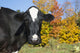 Holstein Dairy Cow Autumn Wall Decal