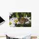 Monarch Butterfly Nectaring Montauk Wall Decal