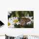 Monarch Butterfly Nectaring Montauk Wall Decal