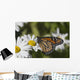Monarch Butterfly Nectaring Montauk Wall Decal