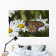 Monarch Butterfly Nectaring Montauk Wall Decal