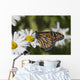 Monarch Butterfly Nectaring Montauk Wall Decal