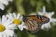 Monarch Butterfly Nectaring Montauk Wall Decal