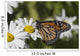 Monarch Butterfly Nectaring Montauk Wall Decal