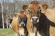 Jersey Cows Autumn Pasture Wall Decal Design 2