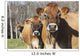 Jersey Cows Autumn Pasture Wall Decal Design 2