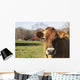 Jersey Cows Autumn Pasture Wall Decal Design 1
