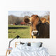 Jersey Cows Autumn Pasture Wall Decal Design 1