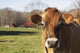 Jersey Cows Autumn Pasture Wall Decal Design 1