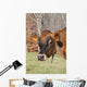 Jersey Cow Autumn Pasture Wall Decal