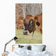 Jersey Cow Autumn Pasture Wall Decal