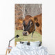 Jersey Cow Autumn Pasture Wall Decal