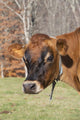 Jersey Cow Autumn Pasture Wall Decal