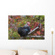 Bantam Black Cochin Rooster Wall Decal