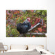 Bantam Black Cochin Rooster Wall Decal