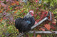 Bantam Black Cochin Rooster Wall Decal