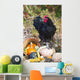 Large Black Australorp Rooster Wall Decal