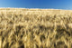 Golden Barley Field with Wall Decal Design 2