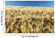 Golden Barley Field with Wall Decal Design 2