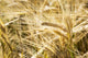 Up Golden Ripe Barley Wall Decal