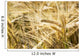 Up Golden Ripe Barley Wall Decal
