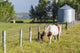 White and Brown Horse Wall Decal