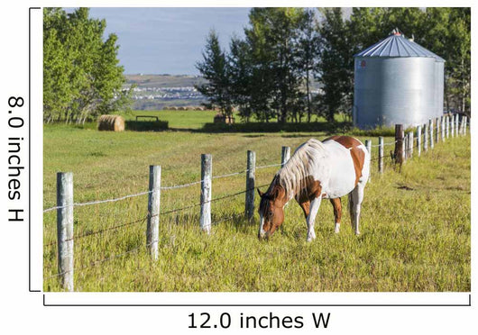 White and Brown Horse Wall Decal