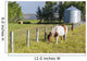 White and Brown Horse Wall Decal