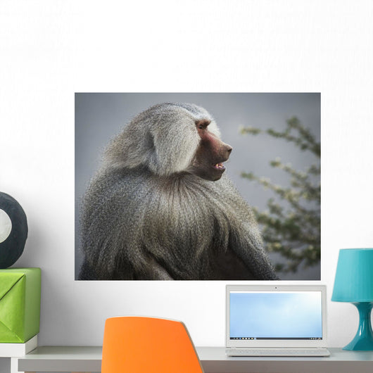 Mountain Baboon Wall Decal