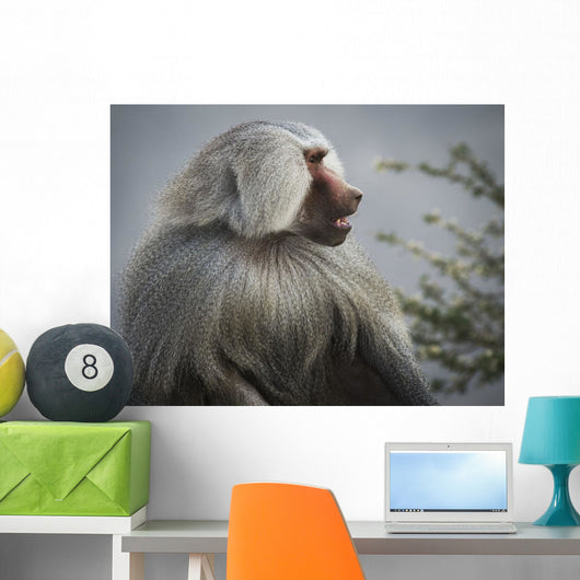 Mountain Baboon Wall Decal