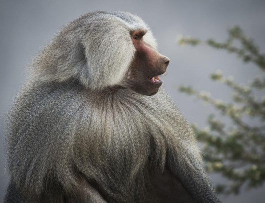 Mountain Baboon Wall Decal