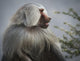 Mountain Baboon Wall Decal
