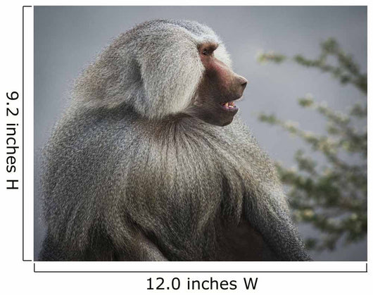 Mountain Baboon Wall Decal