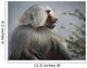 Mountain Baboon Wall Decal