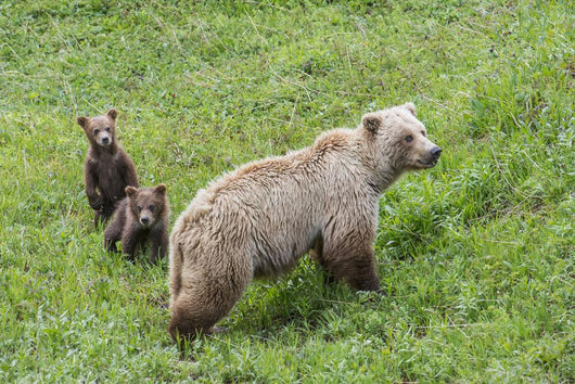 Sow with Spring Cubs Wall Decal