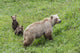 Sow with Spring Cubs Wall Decal