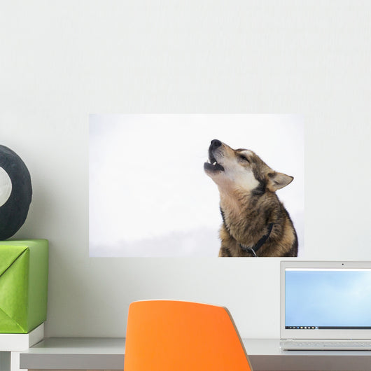 Dropped Iditarod Sled Dog Wall Decal