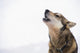 Dropped Iditarod Sled Dog Wall Decal