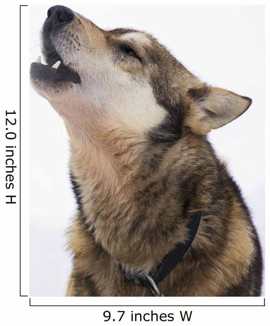 Dropped Iditarod Sled Dog Wall Decal
