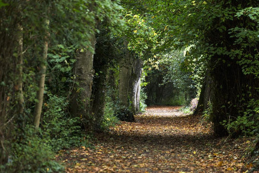 Leaf Covered Pathway Dense Wall Decal