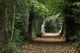Leaf Covered Pathway Dense Wall Decal