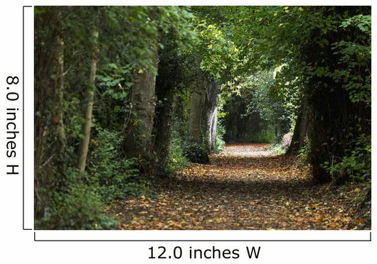 Leaf Covered Pathway Dense Wall Decal