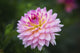 Pink Zinnia Flower Wall Decal