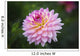 Pink Zinnia Flower Wall Decal