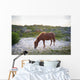 Horses Grazing Assateague Island Wall Decal