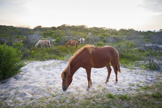 Horses Grazing Assateague Island Wall Decal