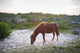 Horses Grazing Assateague Island Wall Decal